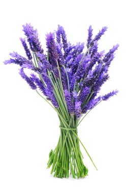 Bunch of lavender clipart