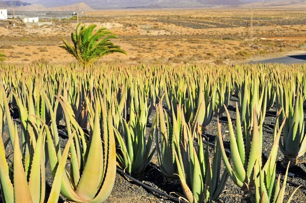 Plantáže aloe vera na ostrově fuerteventura, Španělsko — Stock fotografie