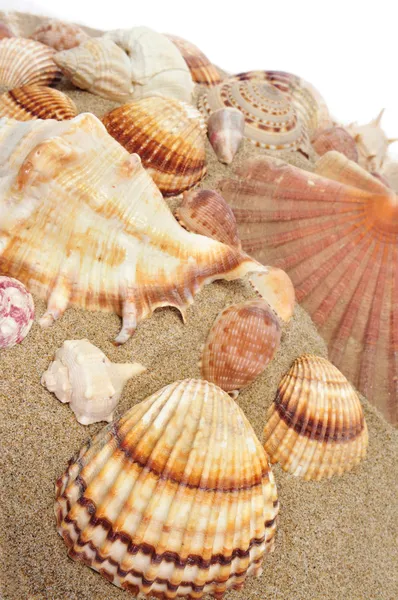 Conchas marinas en la arena — Foto de Stock