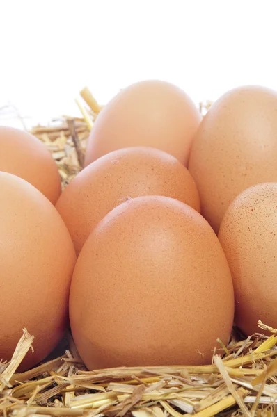 Brązowe jaja w gnieździe — Zdjęcie stockowe