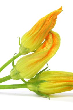 Zucchini flowers clipart