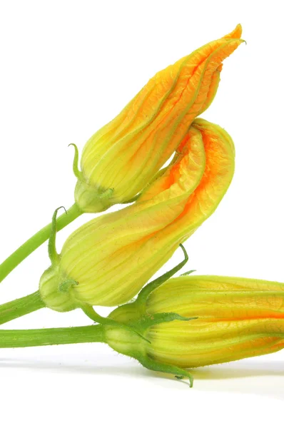 Zucchini blommor — Stockfoto