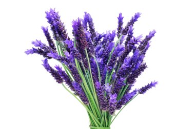 Lavender clipart