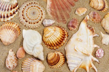 Seashells clipart