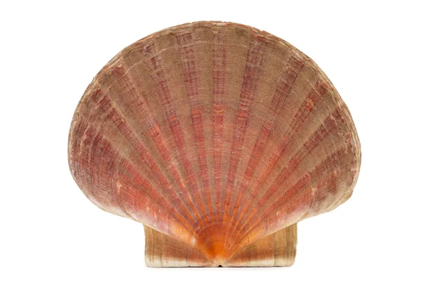 ホタテ貝殻または聖ヤコブのシェル — ストック写真