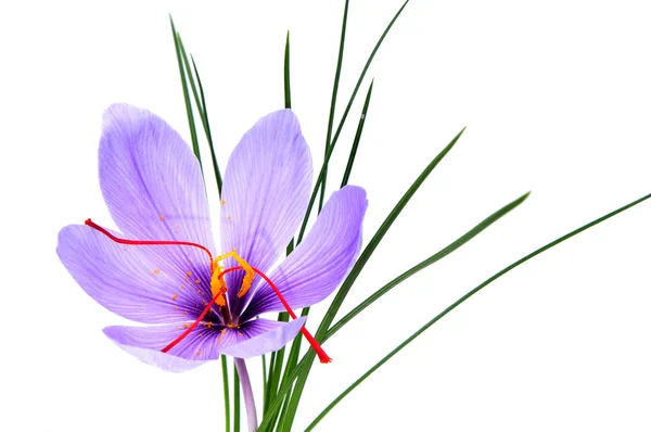 Šafrán květ — Stock fotografie