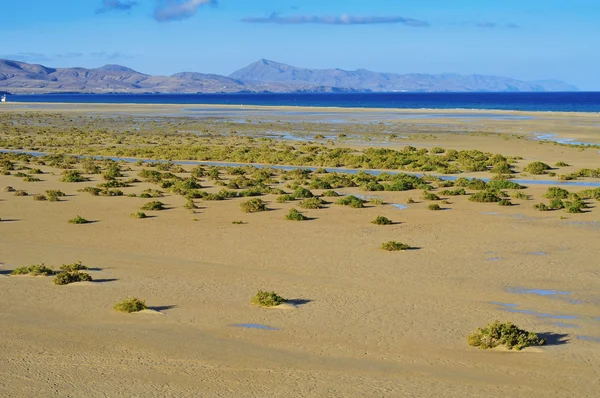 Křoví v pláži na ostrově fuerteventura, Španělsko — Stock fotografie