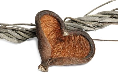 Heart-shaped shell clipart