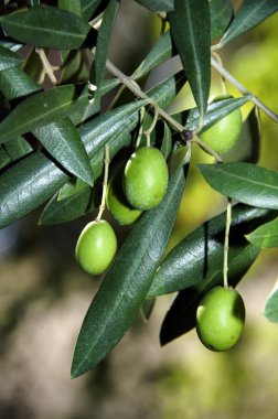 Aceitunas