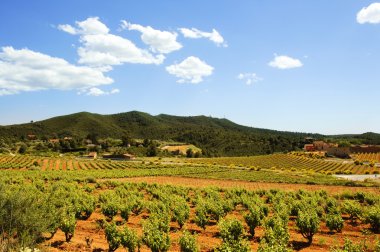 montferri üzüm bağları Tarragona, İspanya