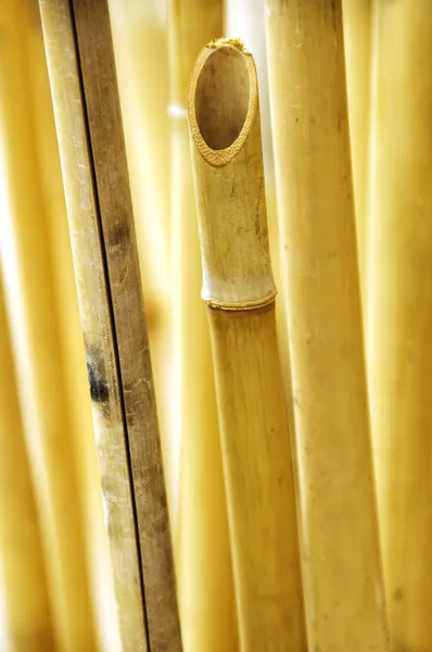 Bambou — Photo