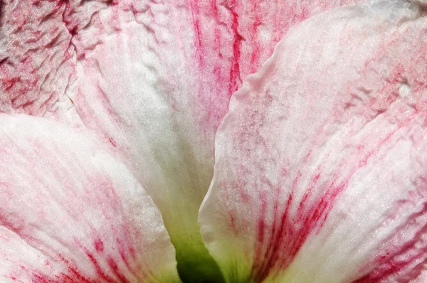 Hintergrund Blume — Stockfoto