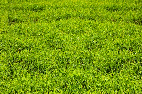 Тлі трави — стокове фото
