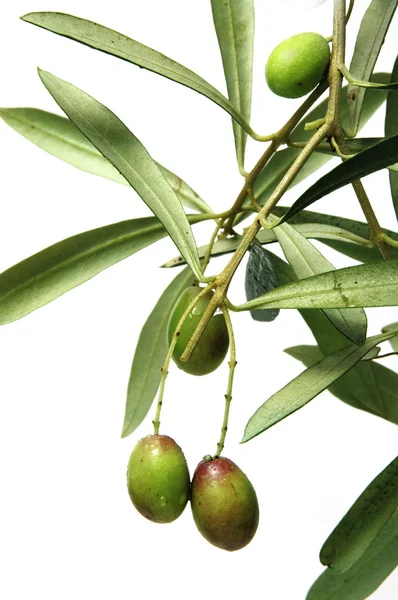 Aceite de oliva — Stock Photo, Image