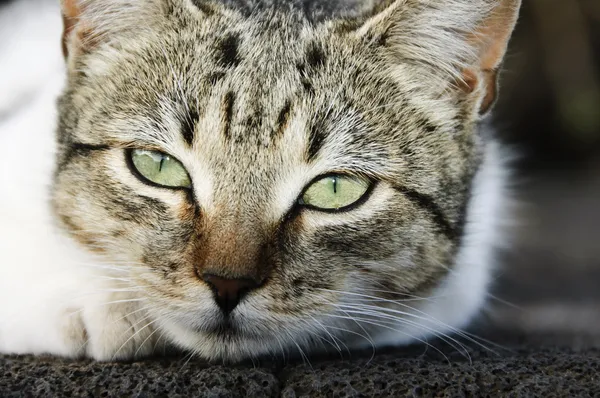 stock image Cat close-up