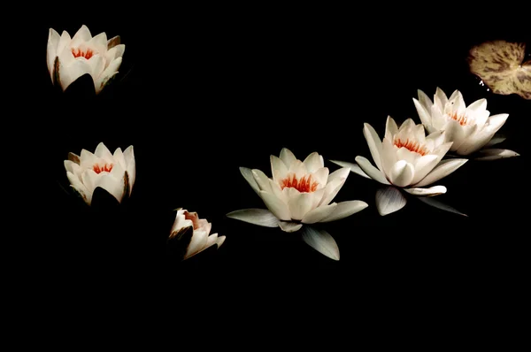 Lelies bloem — Stockfoto