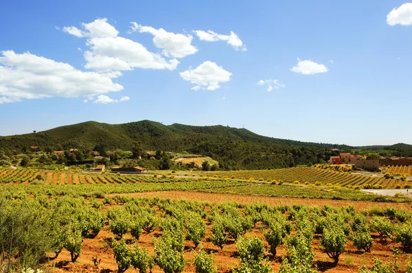 Montferri виноградники Таррагона в Іспанії — стокове фото