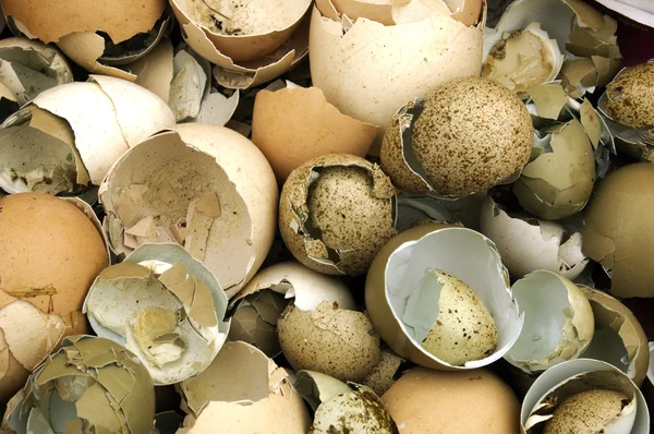 Zerbrochene Eierschalen — Stockfoto