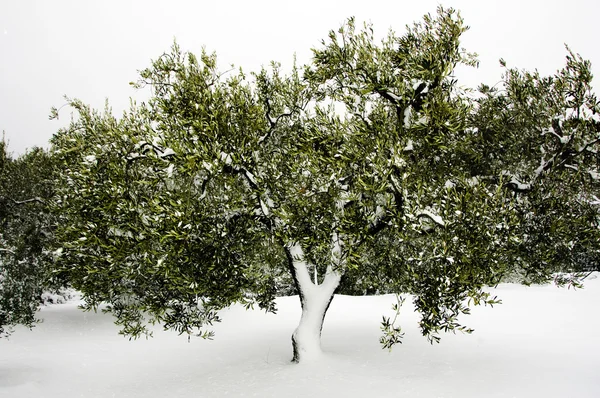 stock image Snowy landscape