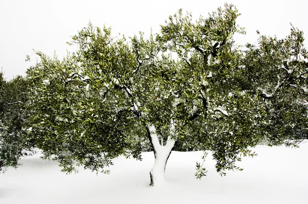 stock image Olive tree snow