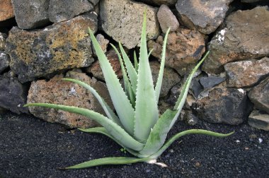 Aloe.