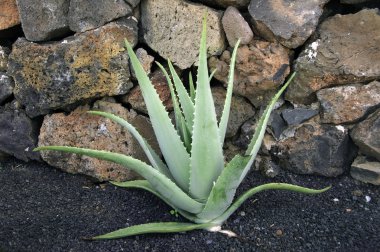 Aloe clipart