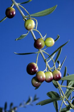 Aceitunas