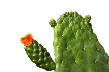 Cactus clipart