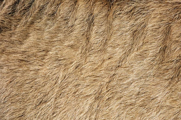 stock image Hairy background