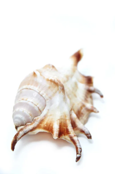 Geïsoleerde zee shell op een witte achtergrond — Stockfoto