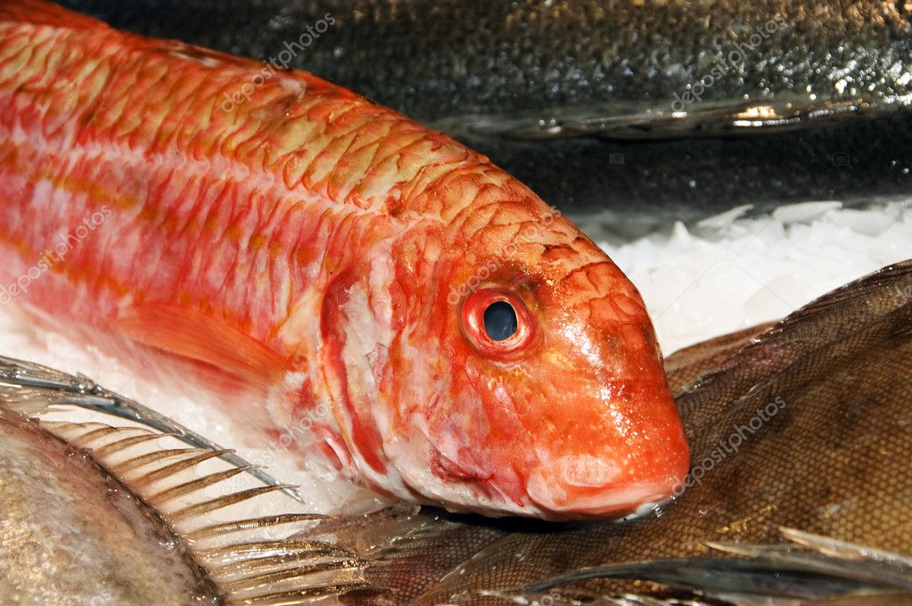 Poissons Image Libre De Droit Par Nito103 C 13