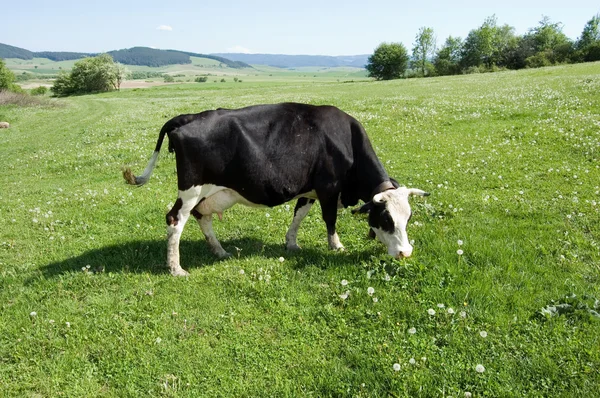 가축 방목 — 스톡 사진