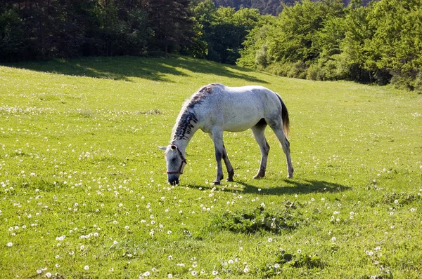 Horse grazing — Stock Photo, Image