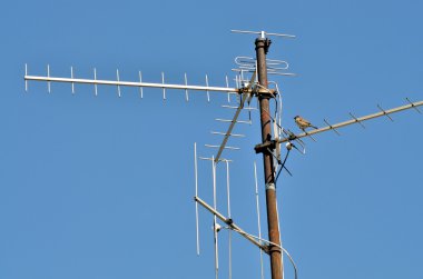 TV anteni