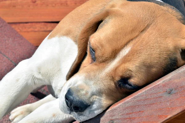 Beagle durmiendo —  Fotos de Stock