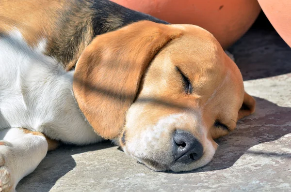 Beagle durmiendo — Foto de Stock