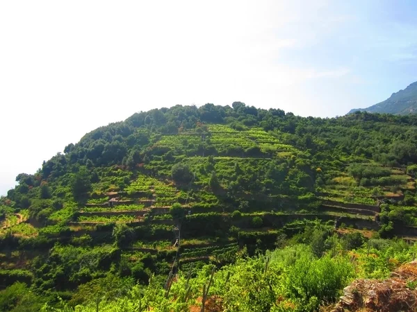 stock image Vineyards on Italian coast