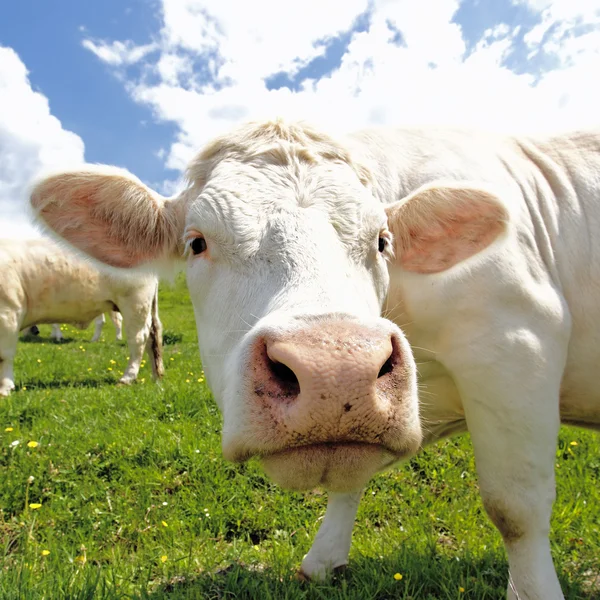 Witte hoofd koe — Stockfoto