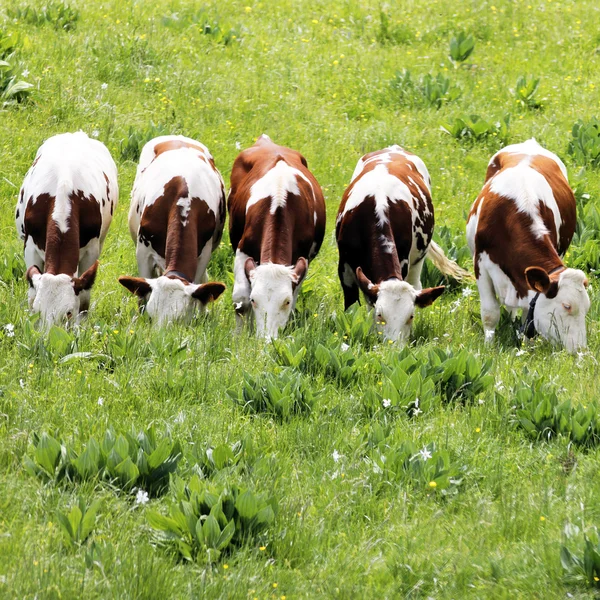 Белые и коричневые коровы — стоковое фото