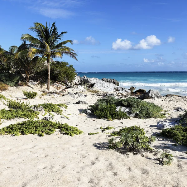 Pustynia meksykańskiej plaży — Zdjęcie stockowe