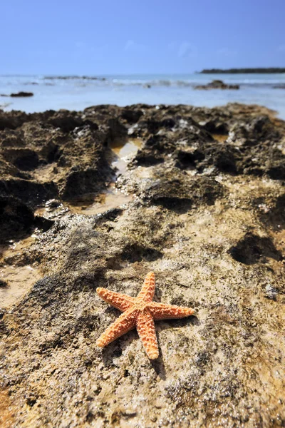 Kabuk deniz yıldızı — Stok fotoğraf