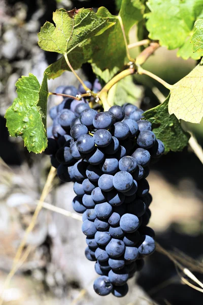 Volwassen druif-vine — Stockfoto
