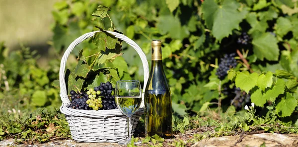 玻璃和瓶白葡萄酒 — 图库照片