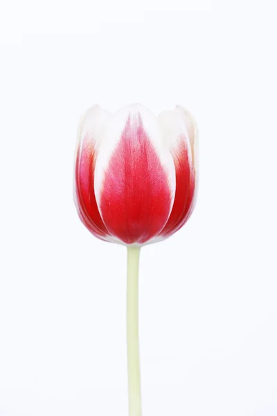 Червоний тюльпан на білому тлі — стокове фото