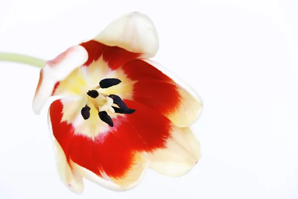 Πανέμορφης κόκκινης τουλίπας — Φωτογραφία Αρχείου