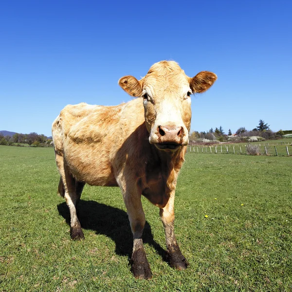 A vaca mais bonita — Fotografia de Stock