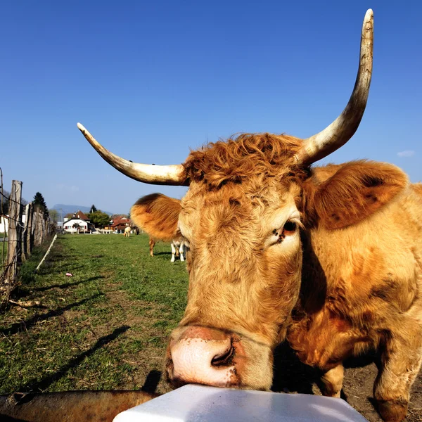 Cow lunch — Stock Photo, Image