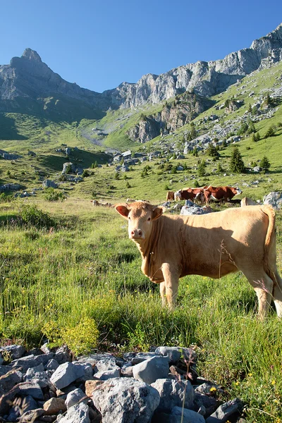 Vaca alpina —  Fotos de Stock
