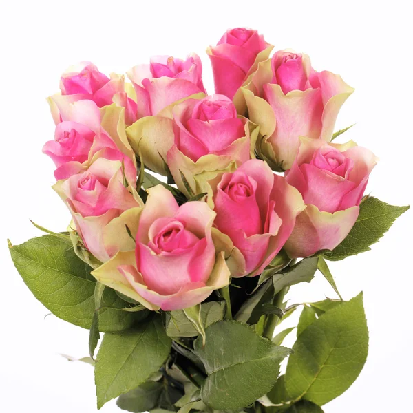 Rosa rosas quadrado — Fotografia de Stock
