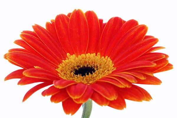 Gerbera isolated on white in studio Stock Picture